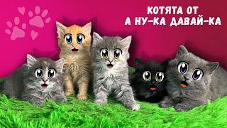 БЕЗДОМНЫЕ КОТЯТА ИЩУТ ДОМ СПАСЕНИЕ БЕЗДОМНОЙ КОШКИ с УЛИЦЫ РЕАКЦИЯ ГЕРОЯ А НУ-КА ДАВАЙ-КА на КОТЯТ