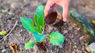 Grow stronger healthier plants in weeks with this secret DIY solution