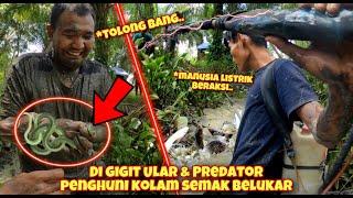 DETIK-DETIK DIGIGIT ULAR SAAT KURAS KOLAM PREDATOR