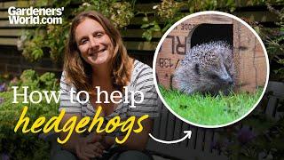 Help HEDGEHOGS hibernate The best things you can do for hedgehogs in autumn and winter