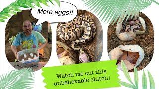 Watch me cut an amazing clutch of ball python eggs  Wowza