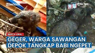 Warga Sawangan Depok Dihebohkan Dengan Beberapa Orang Tangkap Babi yang Diduga Babi Ngepet