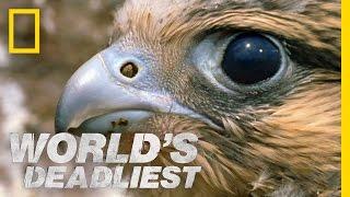 Fastest Animal Makes a Kill  Worlds Deadliest