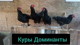 Отзыв. Куры Доминанты