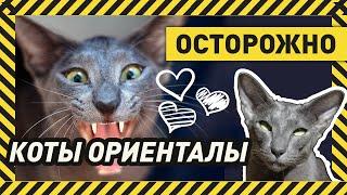 ОРИЕНТАЛЬНАЯ КОШКА - ЗА ИЛИ ПРОТИВ? Отзыв хозяйки о двух ориенталах