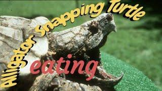 Alligator Snapping Turtle Eating Catfish