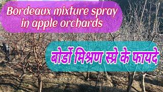 सेब के बगीचे में bordeaux mixture स्प्रे के फायदे benefits of Bordeaux mixture  @bagwanikibaat