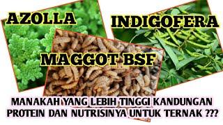 Azolla-Indigofera-Maggot BSF Mana Yg Lebih Banyak Kandungan Protein dan Nutrisinya untuk ternak