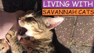 LIVING WITH SAVANNAH CATS Owning A Savannah Cat F4 Savannah Cat F5 Savannah Cat