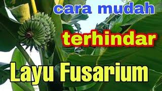4 cara mudah untuk merawat pisang kepok dengan benar agar subur dan terhindar penyakit layu fusarium