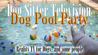 Dog Pool Party - Reality TV for Dogs