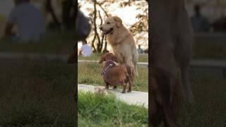 Dog’s Park  Kochi #youtubeislife #kochi