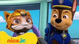 Patrulha Canina  Melhores Missões e Aventuras da Patrulha Canina com a Turma dos Gatos  Nick Jr.