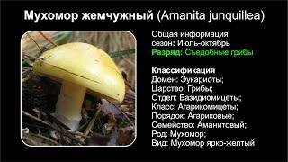 Мухомор жемчужный Amanita junquillea