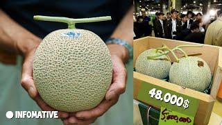 Why Is Yubari King Melon So Expensive  Expensive