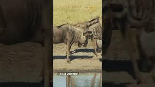 Blue Wildebeest One Of The Fastest Animals On Earth