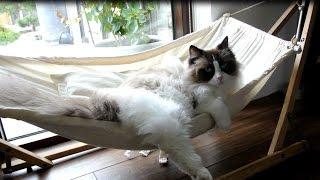 Timo The Cat And His Hammock Experiences compilation