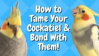 How to Tame Your Cockatiel & Bond With Them  BirdNerdSophie