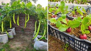 Easy To Grow Vegetables IN Containers From Seed To Harvest