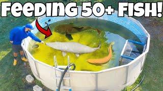 Feeding All 50+ of My Monster Aquarium Fish & NEW POOL POND Light Setup *LYLYME*