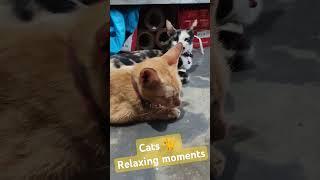 Cats  Relaxing Moment relax #trending #beautifullday #cuteanimal #catlover #cat #cutecat #viral