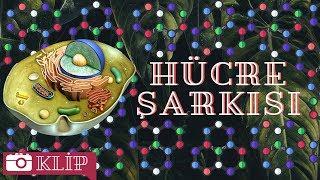 Hücre Organeller Şarkısı