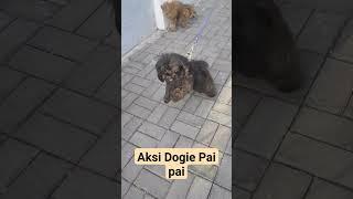 Anjing pai pai #poodlepom #anjinglucu