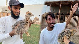 Ostrich Babies Ab Bary Ho Rhy 