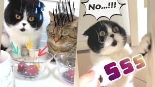 รวมคลิปแมวตลกฮาๆ ทาสแมว​ แมวน่ารักๆ l Smile Animal Funny Cat​ EP.8