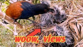 Greater coucal baby birds are very hungry#baby