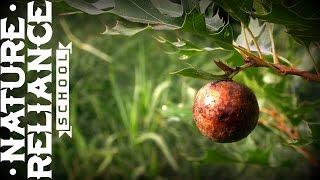 What is that? - Oak Gall