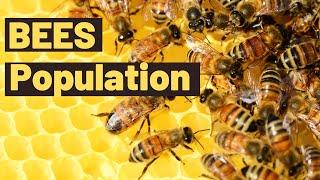 Why is the bee population declining ?  What is causing the bees to decline?