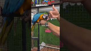 #macaw for sal contact number#shorts