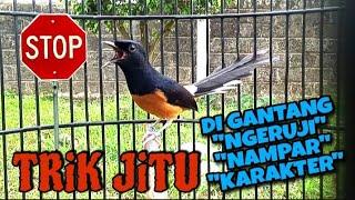 ATASI MURAI BATU NAMPAR JERUJI DI GANTANGAN DI SEBABKAN KARAKTER