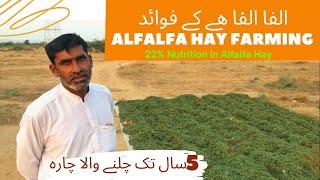 How to Grow lucerneAlfalfa Hay  Benefits of Alfalfa hay  alfalfa hay nutrition food for goats