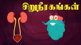 சிறுநீரக அமைப்பு  How Urinary System Works  Dr. Binocs Tamil  Best Learning Videos For Kids