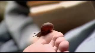 Womans foot tickled by snail