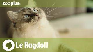 Portrait du Ragdoll  caractère apparence et alimentation en 5 minutes  Magazine zooplus