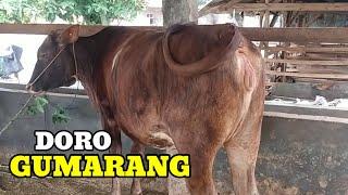 Sapi keramatciri ciri sapi doro Gumarang bunting 7 bulan#