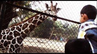 Giraffe & zebra  HD video  kolkata chiriakhana west bengal India