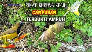 SUARA BURUNG KECIL CAMPURAN #TerbuktiAmpuh