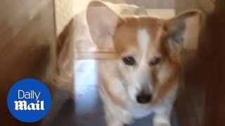 Dog-loving Japanese woman builds elevator for adorable corgi - Daily Mail