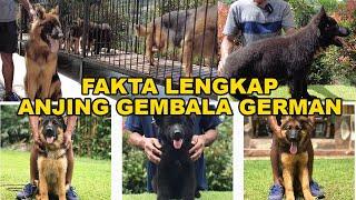 KOLEKSI ANJING HERDER BERKUALITAS UNTUK DI JADIKAN PELIHARAAN DAN PENJAGA ANDA