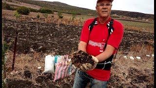 Entretien de jeunes arbres fruitiers. Mouats Hafid