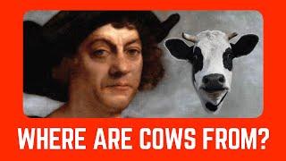 Cows in the Columbian Exchange