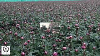 Peony roots & cut-flowers