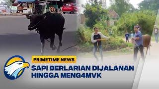 Momen Sapi Ng4muk dan Kabur di Jalan Raya