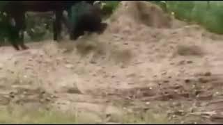 OMGA fight between donkey and hyena