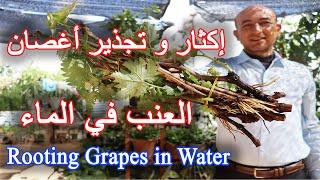 Rooting Grapes Cuttings in Water