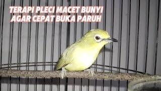 Terapi pleci macet bunyi agar cepat buka paruh